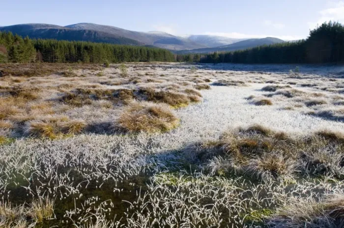 Framed Print : View of frost covered ground at dawn, looking from Uath Lochans, Cairngorm Mountains, Strathspey, Cairngorm N. P Framed Print : View of frost covered ground at dawn, looking from Uath Lochans, Cairngorm Mountains, Strathspey, Cairngorm N. P