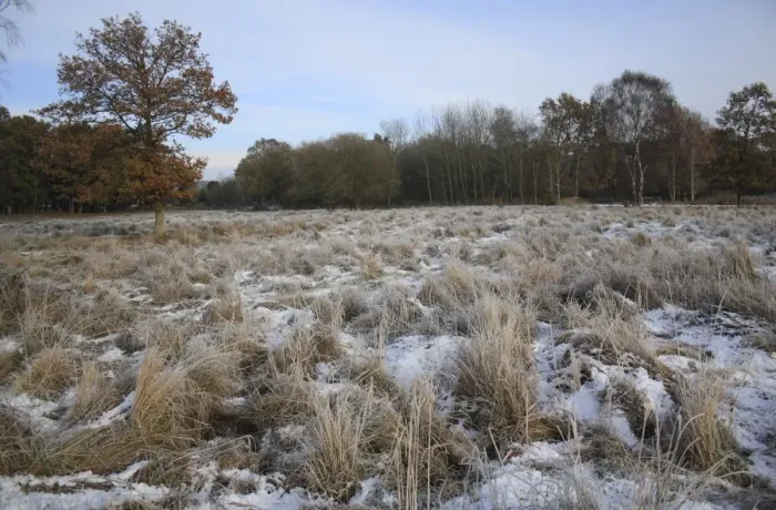 Framed Print : View of frost and snow covered fen meadow habitat, in river valley fen, Redgrave and Lopham Fen N. N. R Framed Print : View of frost and snow covered fen meadow habitat, in river valley fen, Redgrave and Lopham Fen N. N. R