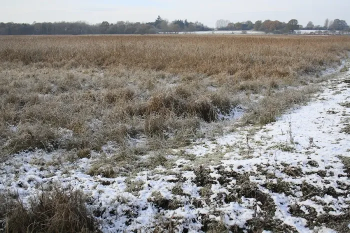 Framed Print : View of frost and snow covered reedbed habitat, in river valley fen, Redgrave and Lopham Fen N. N. R Framed Print : View of frost and snow covered reedbed habitat, in river valley fen, Redgrave and Lopham Fen N. N. R