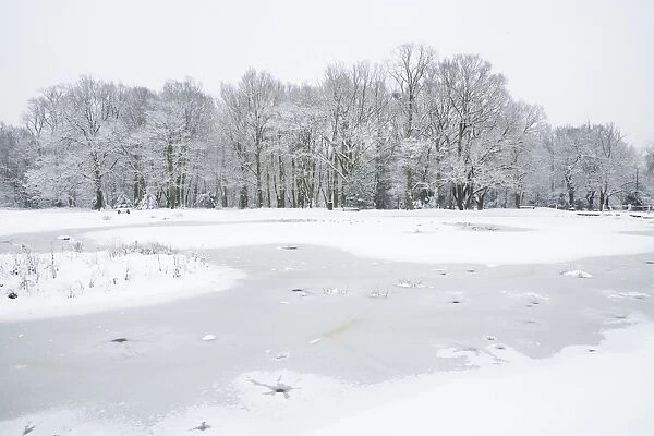 View of frozen pond with roosting gulls, snow covered woodland in background, Brentwood, Essex, England, february