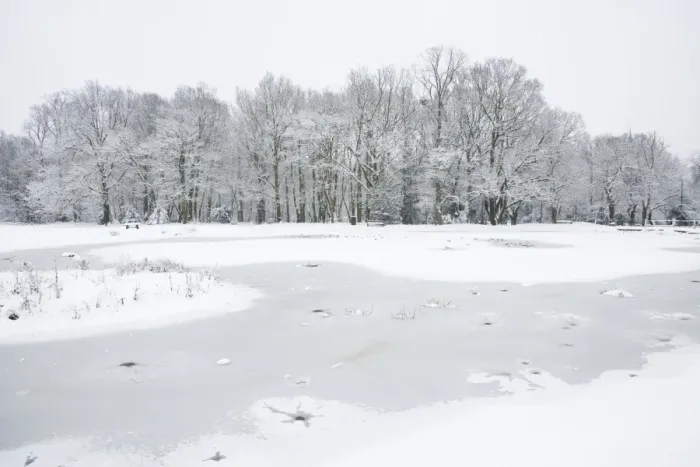 Framed Print : View of frozen pond with roosting gulls, snow covered woodland in background, Brentwood, Essex, England, february Framed Print : View of frozen pond with roosting gulls, snow covered woodland in background, Brentwood, Essex, England, february