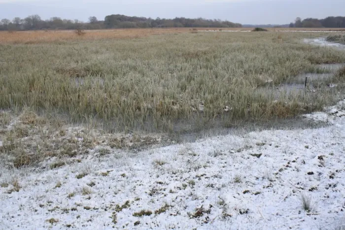 Framed Print : View of frozen sedge and reedbed habitat in snow, in river valley fen, Redgrave and Lopham Fen N. N. R Framed Print : View of frozen sedge and reedbed habitat in snow, in river valley fen, Redgrave and Lopham Fen N. N. R