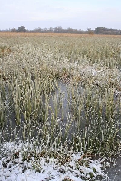 View of frozen sedge and reedbed habitat in snow, in river valley fen, Redgrave and Lopham Fen N. N. R