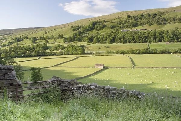 View of gate, drystone walls, stone barns and sheep grazing in pasture of river valley, Gunnerside, Swaledale