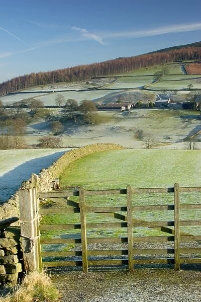 View of gate, drystone walls, trees and farm buildings on hillside, frosty morning, Barden, Wharfedale