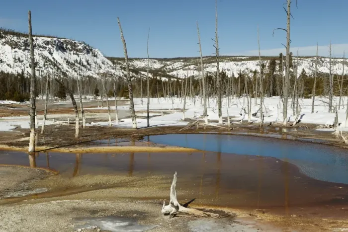 Framed Print : View of geothermal area with dead trees and snow, Iron Spring Creek, Upper Geyser Basin, Yellowstone N. P Framed Print : View of geothermal area with dead trees and snow, Iron Spring Creek, Upper Geyser Basin, Yellowstone N. P