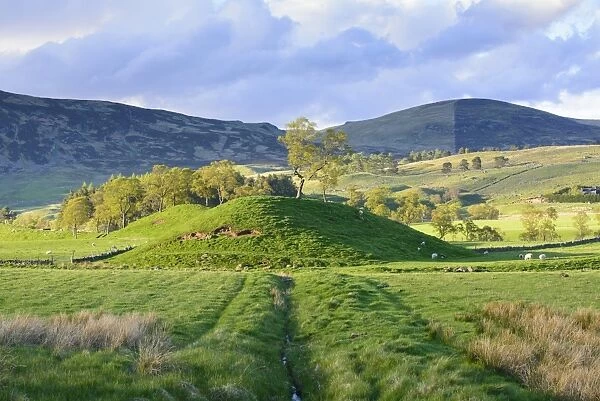 View of grass covered mounds and sheep grazing in pasture, Glen Shee, Cairngorms N. P