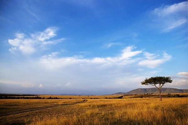 View of grassland habitat and acacia tree, Masai Mara, Kenya, August