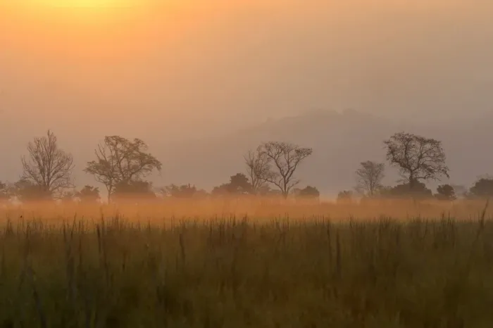 Framed Print : View of grassland habitat at dawn, Jim Corbett N. P. Uttarkhand, India, May Framed Print : View of grassland habitat at dawn, Jim Corbett N. P. Uttarkhand, India, May