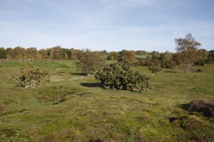 Framed Print : View of habitat on lowland heathland reserve, Wortham Ling, Suffolk, England, october Framed Print : View of habitat on lowland heathland reserve, Wortham Ling, Suffolk, England, october