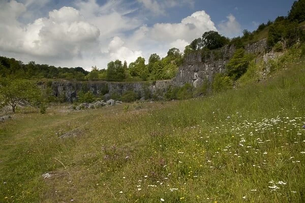 View of habitat regeneration in former limestone quarry, Millers Dale Quarry, Derbyshire Wildlife Trust Reserve