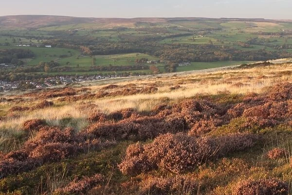 View of heather and bilberry moorland habitat, above Ilkley town, Ilkley Moor, Rombalds Moor, West Yorkshire, England