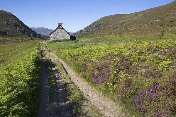 View of heather moorland with trail and hut, Glenmore Forest Park, Cairngorms N. P. Highlands, Scotland, July