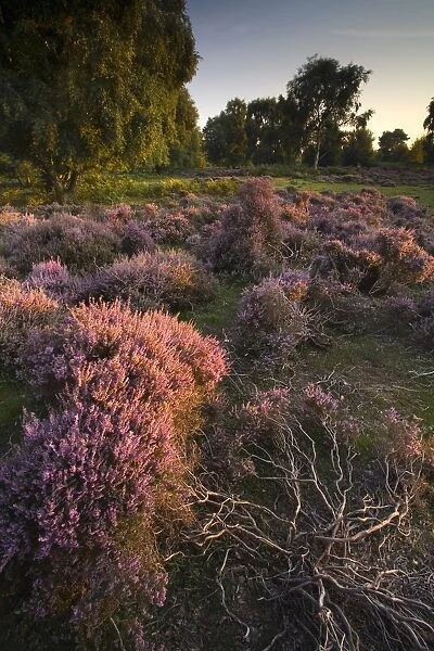 View of heathland with flowering heather in evening sunlight, Sutton Heath, Sandlings, Suffolk, England, august