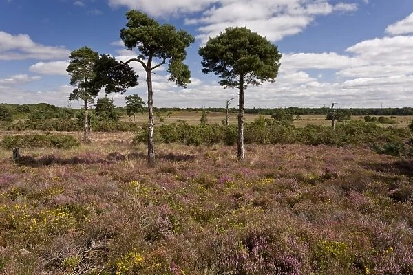 View of heathland habitat with Bell Heather (Erica cinerea) and Dwarf Gorse (Ulex minor) in flower