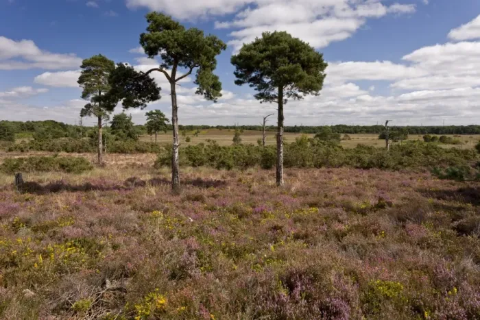 Framed Print : View of heathland habitat with Bell Heather (Erica cinerea) and Dwarf Gorse (Ulex minor) in flower Framed Print : View of heathland habitat with Bell Heather (Erica cinerea) and Dwarf Gorse (Ulex minor) in flower