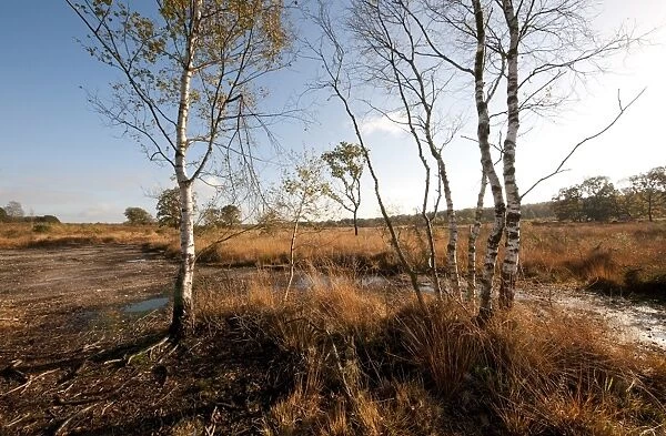View of heathland habitat, Buxton Heath Nature Reserve, Norfolk, England, November