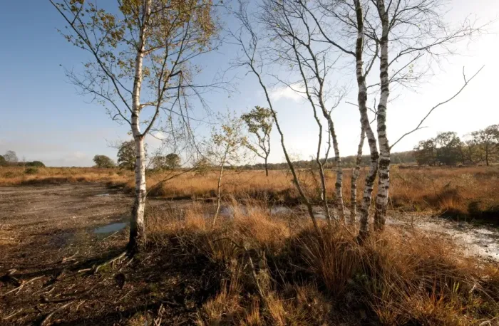 Framed Print : View of heathland habitat, Buxton Heath Nature Reserve, Norfolk, England, November Framed Print : View of heathland habitat, Buxton Heath Nature Reserve, Norfolk, England, November