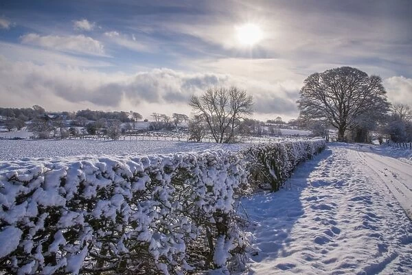 View of hedgerow and farmland covered with snow, Whitewell, Clitheroe, Forest of Bowland, Lancashire, England, January