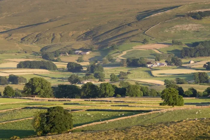 Framed Print : View of hill farms with pasture, drystone walls and sheep grazing in evening, near Ravenstonedale, Cumbria, England