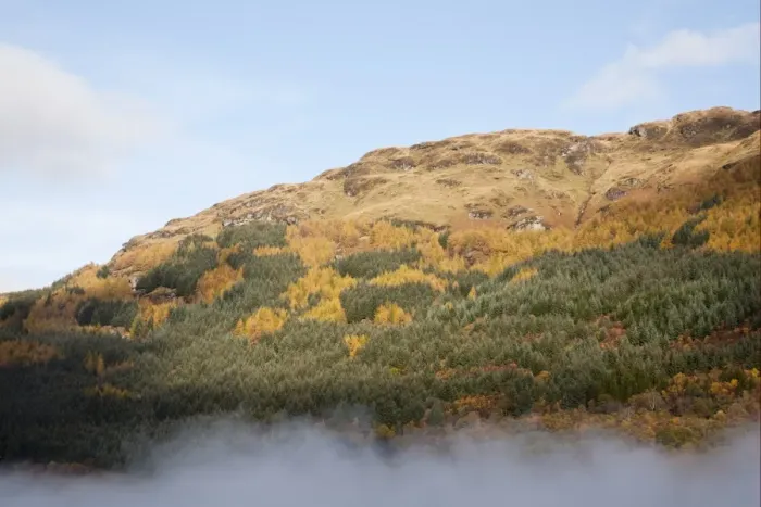 Framed Print : View of hill slopes forested with larch and spruce trees in mist, Loch Lomond, Argyll and Bute, Scotland, october Framed Print : View of hill slopes forested with larch and spruce trees in mist, Loch Lomond, Argyll and Bute, Scotland, october