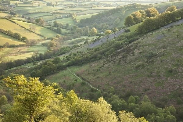 View of hillside with Bluebell (Endymion non-scriptus) flowering mass, growing on slope at dawn