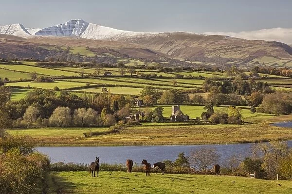 View of horses standing in pasture, lake and snow covered hills in distance, Llangorse Lake, Penyfan