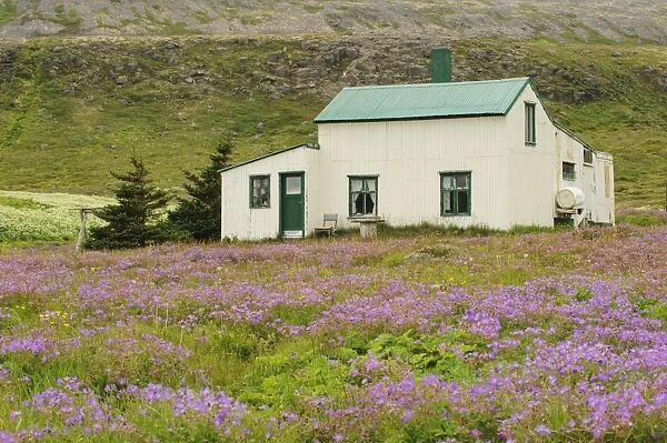 View of house amongst wildflowers, Hornstrandir, Westfjords, Iceland, July