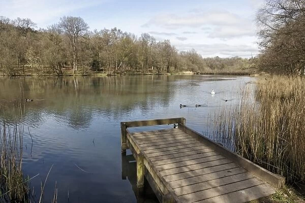 View of jetty and pond habitat, with Mallard Ducks (Anas platyrhynchos) and Mute Swan (Cygnus olor) swimming on water, Cannop Ponds, Forest of Dean, Gloucestershire, England, april