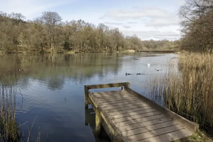 Framed Print : View of jetty and pond habitat, with Mallard Ducks (Anas platyrhynchos) and Mute Swan (Cygnus olor) swimming on water, Cannop Ponds, Forest of Dean, Gloucestershire, England, april