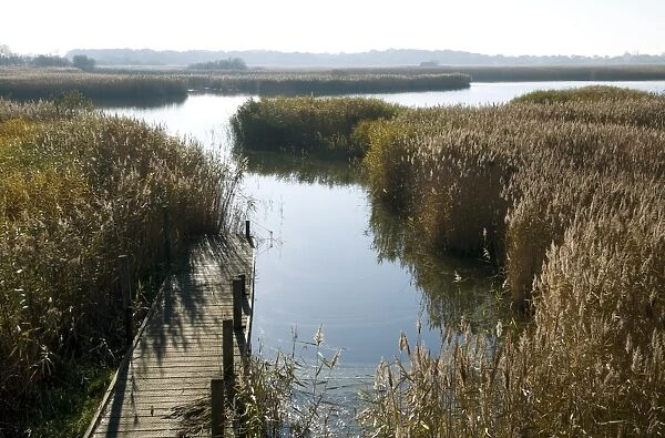 View of jetty in reedbed habitat, Hickling Broad Nature Reserve, River Thurne, The Broads N. P