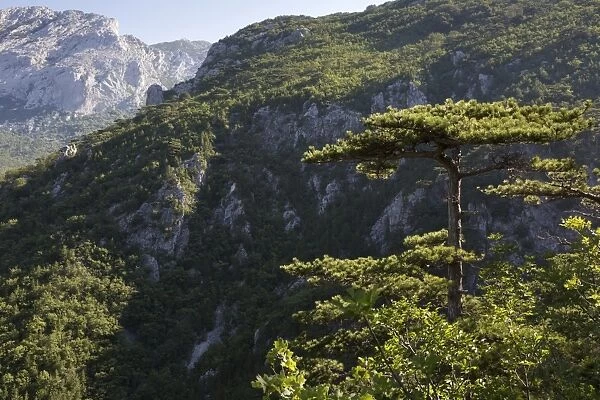 View of karst canyon and coniferous forest, Paklenica N. P. Dalmatia, Croatia, July