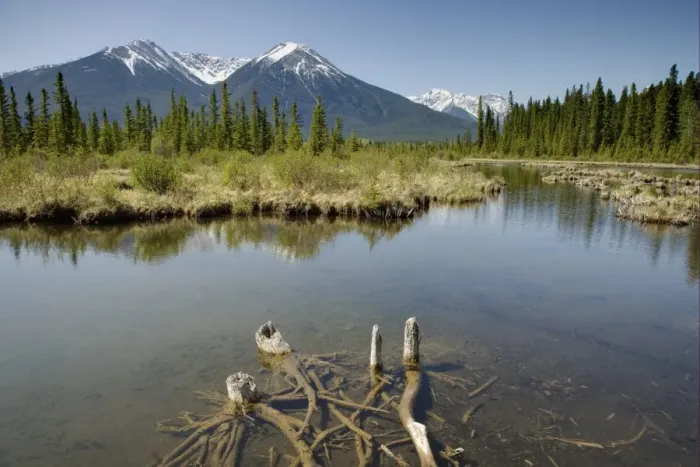 Framed Print : View of lake and distant mountains, Vermillion Lakes, Banff N. P. Rocky Mountains, Alberta, Canada, june