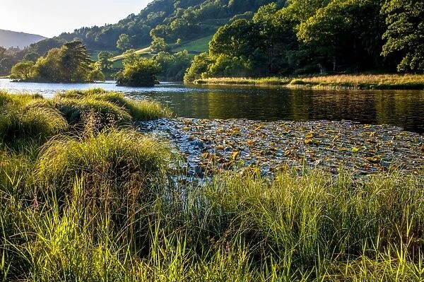 View of lake in evening sunlight, Rydal Water, Rothay Valley, Ambleside, Lake District N. P. Cumbria, England, August