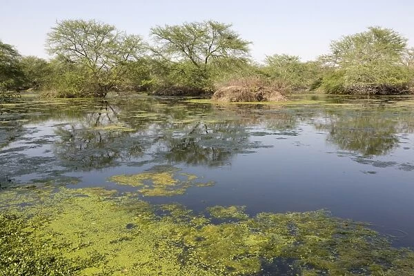 View of lake habitat, Keoladeo Ghana N. P. (Bharatpur), Rajasthan, India, March