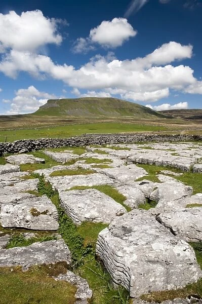 View of limestone outcrop, with Pen-y-ghent in background, Yorkshire Dales N. P. North Yorkshire, England, May