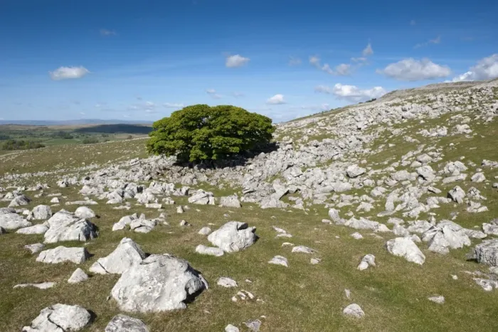 Framed Print : View of limestone pavement habitat with tree growing amongst rocks, Fell End Clouds, Howgill Fells, Cumbria, England Framed Print : View of limestone pavement habitat with tree growing amongst rocks, Fell End Clouds, Howgill Fells, Cumbria, England