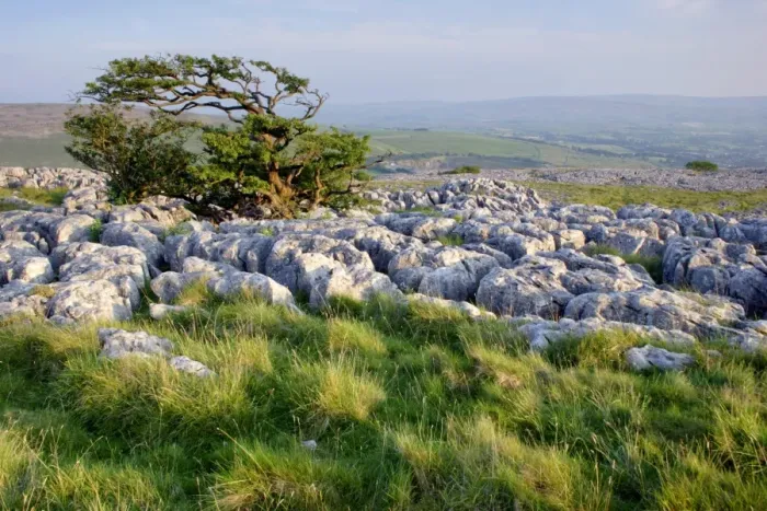 Framed Print : View of limestone pavement and hawthorn tree, Twistleton Scars, near Ingleborough, Ribblesdale, Yorkshire Dales N. P Framed Print : View of limestone pavement and hawthorn tree, Twistleton Scars, near Ingleborough, Ribblesdale, Yorkshire Dales N. P