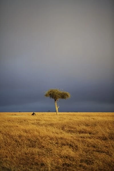 View of lone tree in grassland habitat with stormclouds, Ol Pejeta Conservancy, Laikipia District, Kenya, February