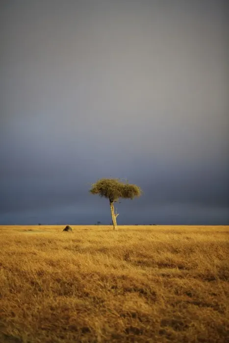 Framed Print : View of lone tree in grassland habitat with stormclouds, Ol Pejeta Conservancy, Laikipia District, Kenya, February Framed Print : View of lone tree in grassland habitat with stormclouds, Ol Pejeta Conservancy, Laikipia District, Kenya, February