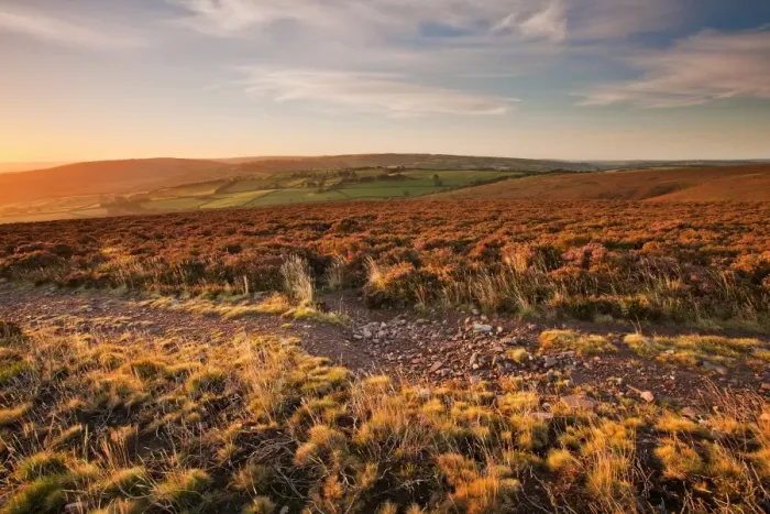Framed Print : View of long-distance footpath on heather moorland habitat in early morning sunlight