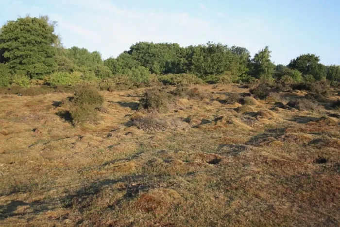Framed Print : View of lowland heathland reserve habitat, Wortham Ling, Upper Waveney Valley, Suffolk, England, june Framed Print : View of lowland heathland reserve habitat, Wortham Ling, Upper Waveney Valley, Suffolk, England, june