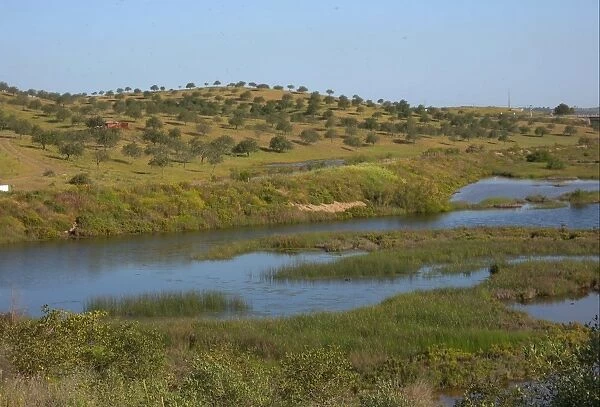 View over marsh habitat to Carob (Ceratonia siliqua) trees on hillside, Castro Marim Marshes, Algarve, Portugal, april