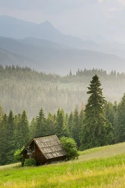 View over meadow, barn and montane coniferous forest habitat at sunset, Tatra Mountains, Western Carpathians, Poland