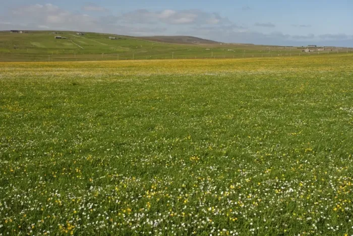 Framed Print : View of meadow with wildflowers, Unst, Shetland Islands, Scotland, June Framed Print : View of meadow with wildflowers, Unst, Shetland Islands, Scotland, June