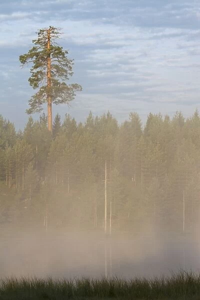 View of mist covered lake and coniferous forest habitat at dusk, Finland, july