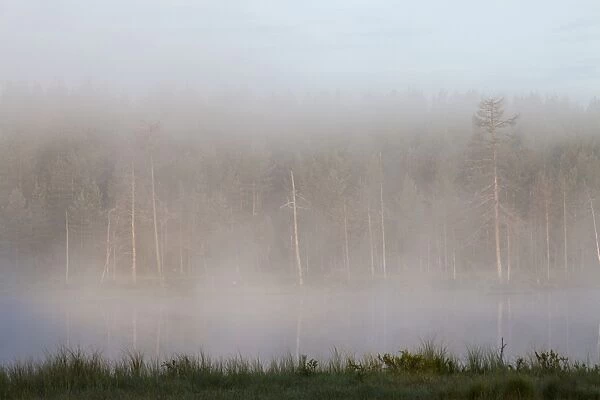 View of mist covered lake and coniferous forest habitat at dusk, Finland, july