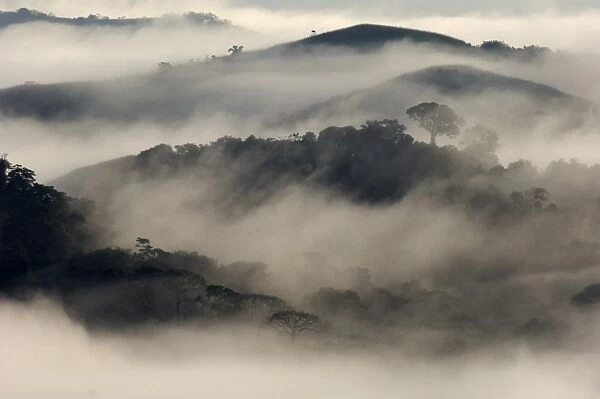 View over mist shrouded lowland rainforest habitat at dawn, Soberania N. P. Panama