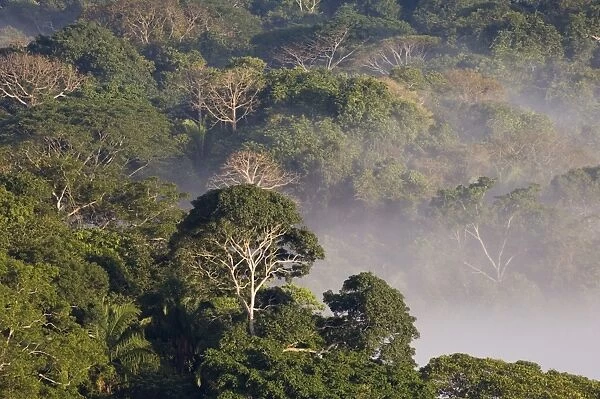 View over mist shrouded lowland rainforest habitat, Soberania N. P. Panama