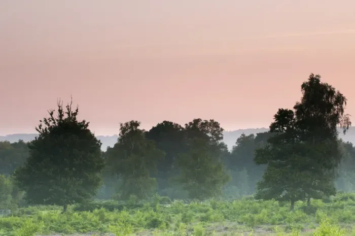 Framed Print : View of misty lowland heathland habitat at dawn, Hothfield Heathlands, Hothfield, Kent, England, August Framed Print : View of misty lowland heathland habitat at dawn, Hothfield Heathlands, Hothfield, Kent, England, August
